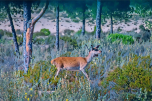 Doñana Art