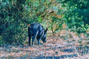 DOÑANA ART